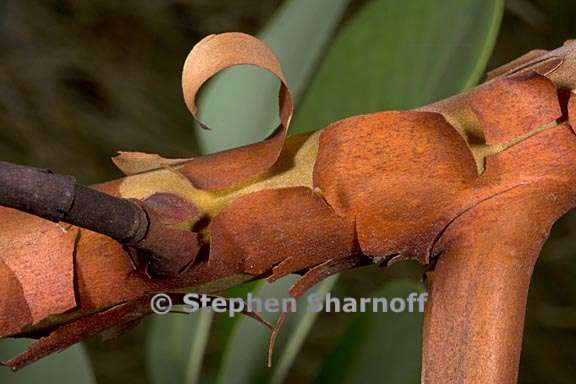 arbutus menziesii bark 5 graphic